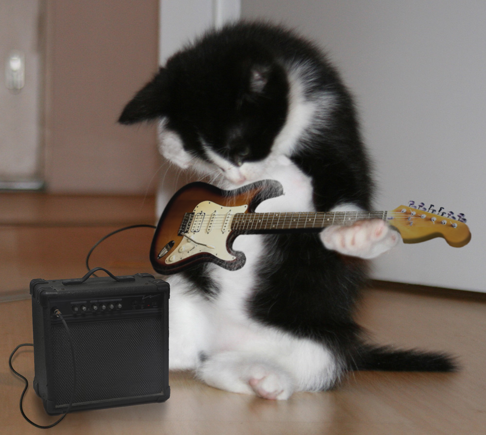 gato-rockero.jpg